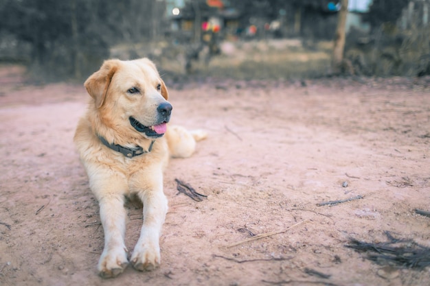 Il golden retriever è seduto a guardare