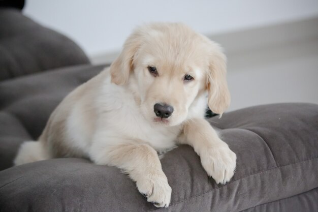 Il golden retriever è una razza canina di tipo retriever originaria della Gran Bretagna