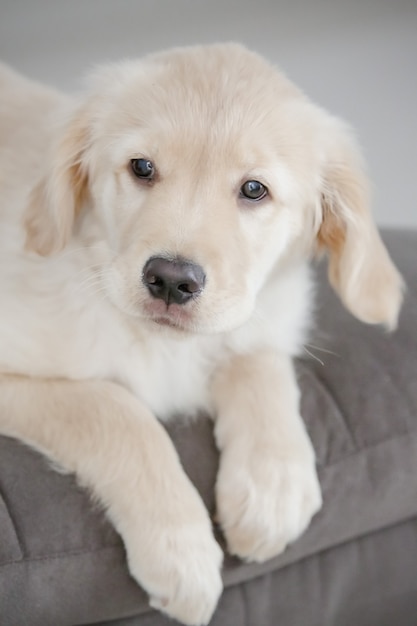 Il golden retriever è una razza canina di tipo retriever originaria della Gran Bretagna