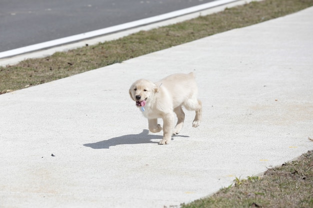 Il golden retriever è una razza canina di tipo retriever originaria della Gran Bretagna