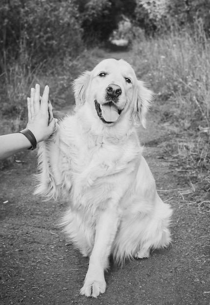 Il Golden Retriever ne dà cinque al suo proprietario