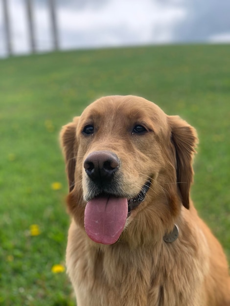 Il Golden Retriever si siede sul prato e guarda fuori con un naso nero