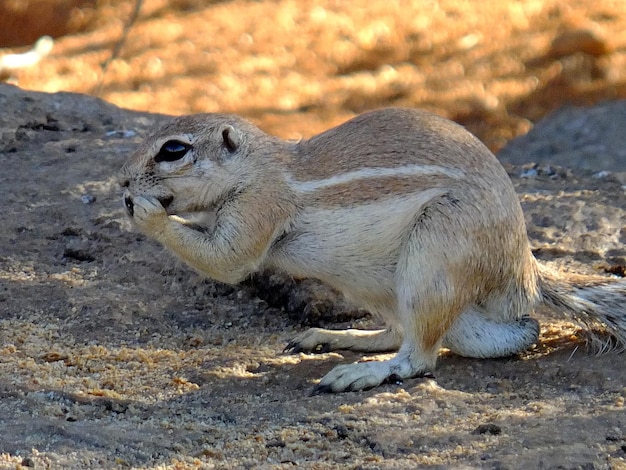 Il gopher nel deserto del Namib Sossusvlei Namibia