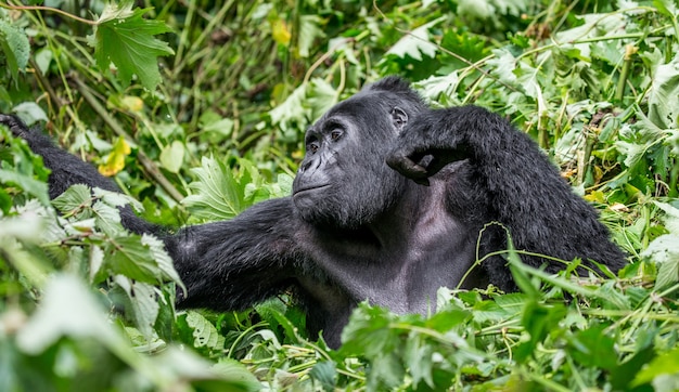 Il gorilla di montagna sta mangiando le piante. Uganda. Parco nazionale della foresta impenetrabile di Bwindi.