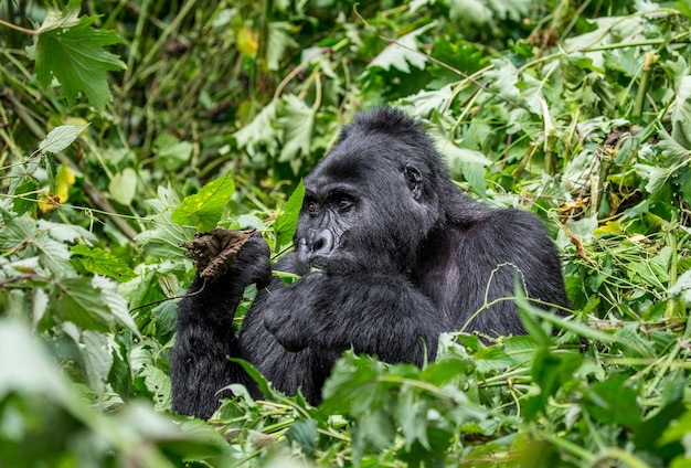 Il gorilla di montagna sta mangiando le piante. Uganda. Parco nazionale della foresta impenetrabile di Bwindi.