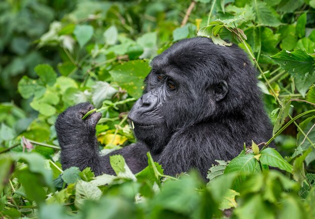 Il gorilla di montagna sta mangiando le piante. Uganda. Parco nazionale della foresta impenetrabile di Bwindi.