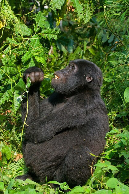 Il gorilla di montagna sta mangiando le piante. Uganda. Parco nazionale della foresta impenetrabile di Bwindi.