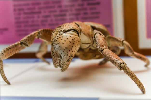 Il granchio del cocco Birgus latro è una specie di eremita terrestre noto come il rapinatore ganjo o ladro di palme