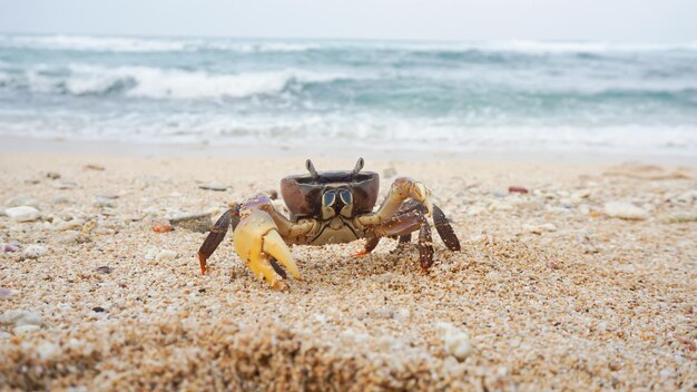 Il granchio di mare maschio ha artigli grandi e piccoli