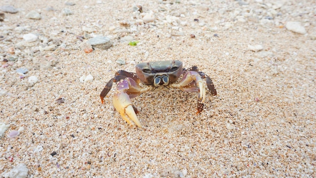 Il granchio di mare maschio ha artigli grandi e piccoli