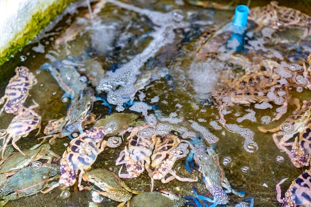 Il granchio vivo è stato catturato dal pescatore nel serbatoio dell'acqua