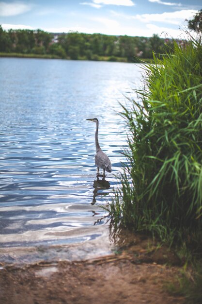 Il grande airone vola sopra il lago