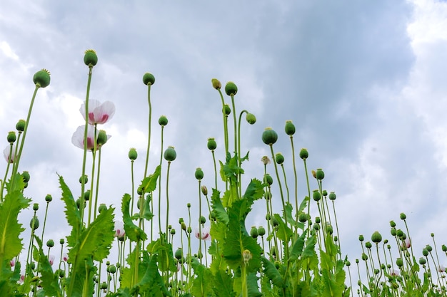 Il grande campo di papaveri fiorisce bianco contro il cielo blu