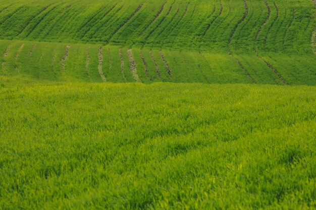 Il grande campo è piantato con le crescenti colture verdi in agricoltura