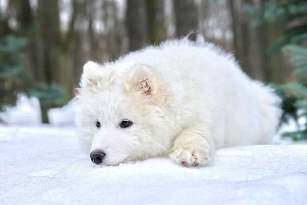 Il grande cane bianco triste Samoiedo giaceva sulla neve durante il freddo giorno d'inverno