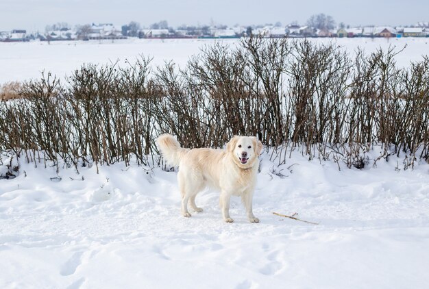 Il grande cane da riporto dorato di labrador bianco nel paesaggio invernale corre nella neve