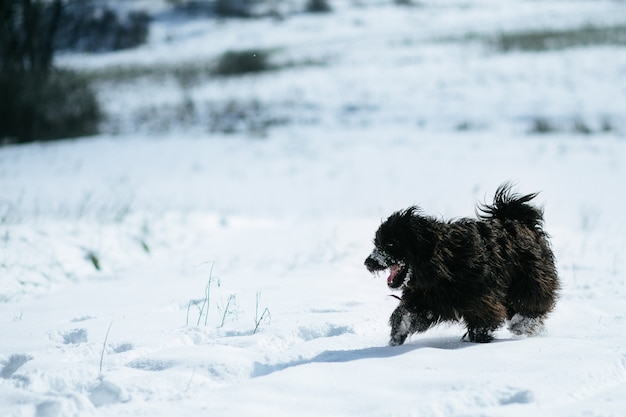 Il grande cane nero funziona nella neve. Campo coperto di neve. Animali in tempo gelido per camminare.
