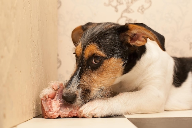 Il grande cane rosicchia l'osso Ritratto di un cane felice