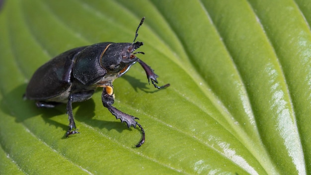 il grande coleottero nero si siede su una foglia verde