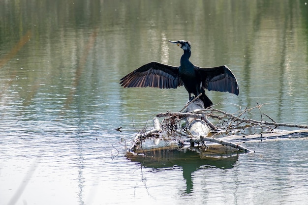 Il grande cormorano conosciuto come il grande cormorano nero che asciuga le sue ali spiegate al sole