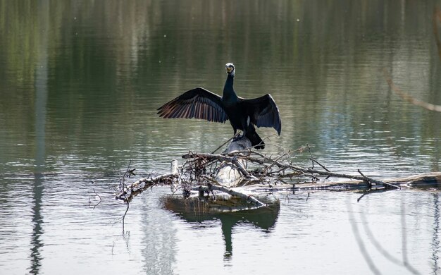 Il grande cormorano conosciuto come il grande cormorano nero che asciuga le sue ali spiegate al sole