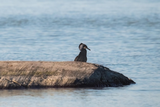 il grande cormorano si siede su una roccia nell'acqua