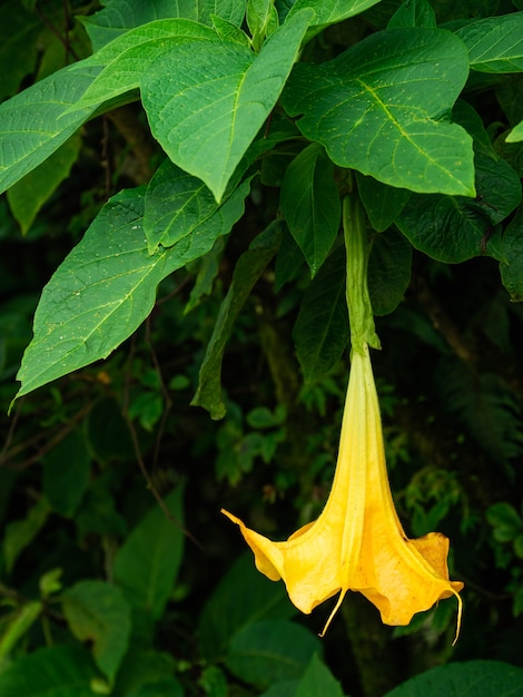 Il grande fiore giallo è bellezza