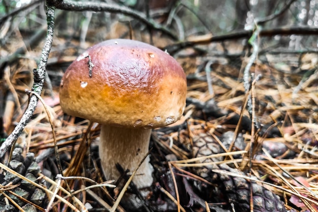 Il grande fungo Boletus edulis cresce in una foresta di conifere