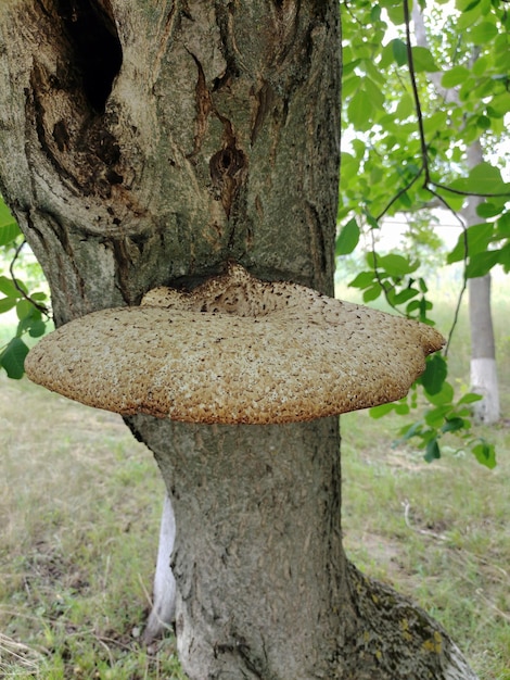 Il grande fungo parassita cresce su un primo piano del tronco d'albero