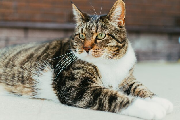 Il grande gatto di strada si trova sulla strada in estate.