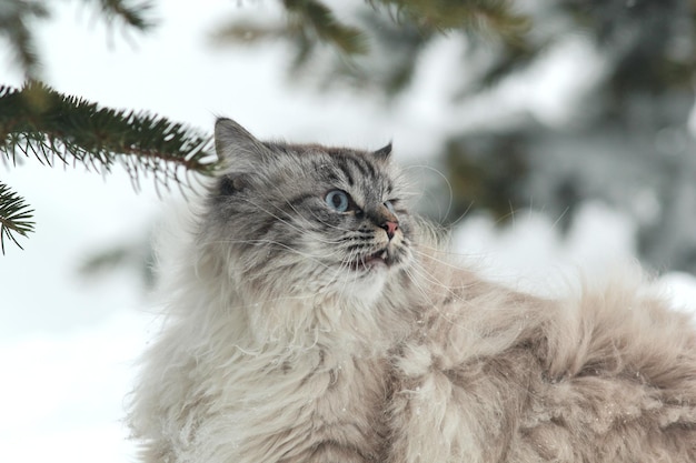 Il grande gatto peloso cammina nella neve tra gli alberi