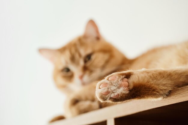 Il grande gatto zenzero con un aspetto altezzoso giace sul rack Vista dal basso fuoco selettivo sulla zampa