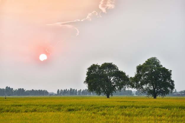 Il grande legno nel campo di riso che ha pino come sfondo con bella del tramonto.