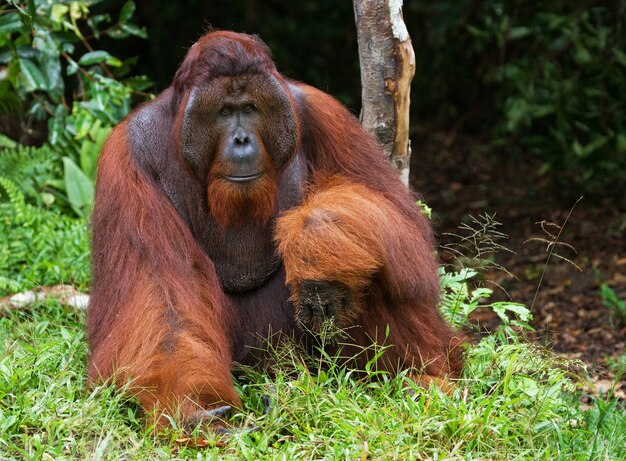 Il grande maschio dominante è seduto sull'erba. Indonesia. L'isola di Kalimantan (Borneo).