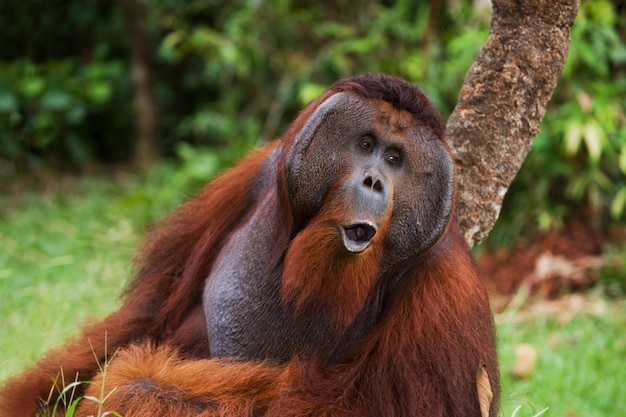 Il grande maschio dominante è seduto sull'erba. Indonesia. L'isola di Kalimantan (Borneo).