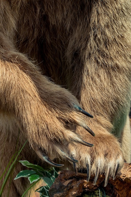 Il grande orso bruno impagliato come animale selvatico in vista