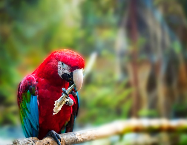 Il grande pappagallo rosso Ara rosso e verde, Ara chloroptera, seduto sul ramo