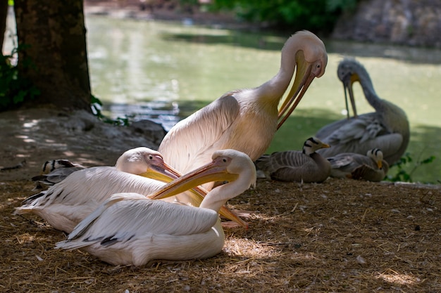 Il grande pellicano bianco, Pelecanus onocrotalus, noto anche come pellicano bianco orientale, pellicano roseo o pellicano bianco, è un uccello della famiglia dei pellicani.