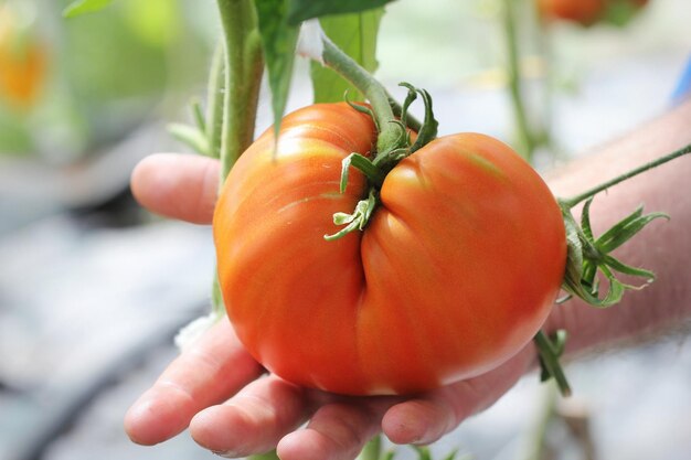 Il grande pomodoro di manzo nelle mani dell'agricoltore