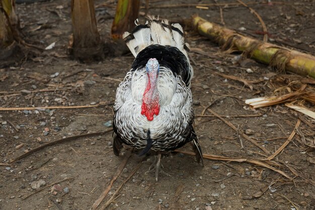 Il grande tacchino è in piedi nella fattoria