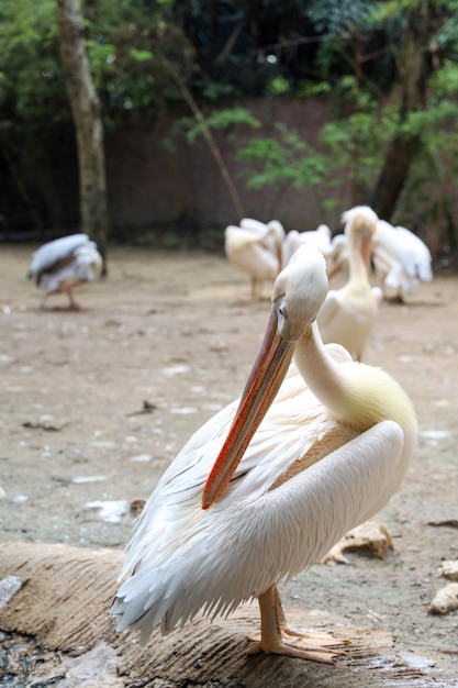 Il grande uccello bianco del pellicano in giardino