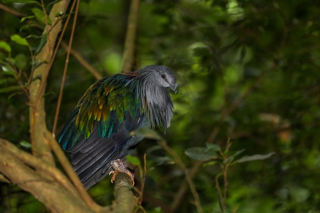 Il grande uccello piccione riposa in giardino