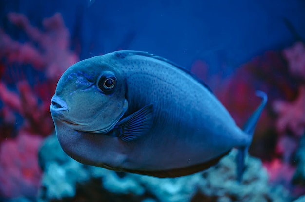 Il grande unicorno blu di Bignose galleggia sulla barriera corallina. Fine del pesce di Naso vlamingii in su.