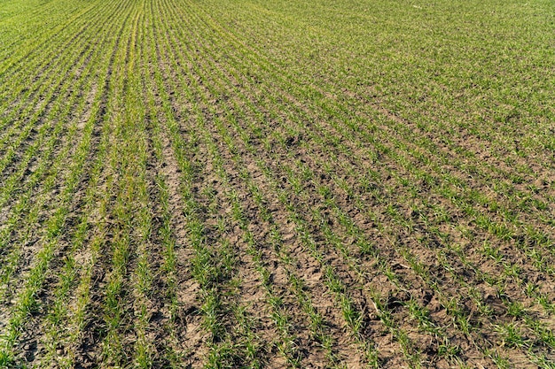 Il grano cresce in un campo in terraferma Verdi giovani germogli di grano