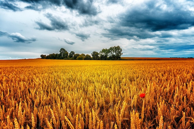 Il grano cresce sul campo contro il cielo