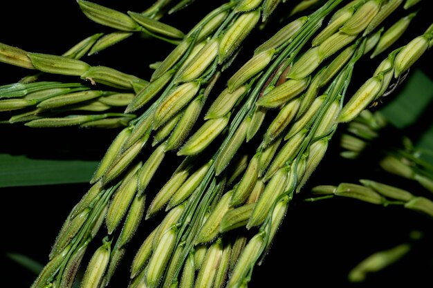 Il grano crudo è nettamente nero