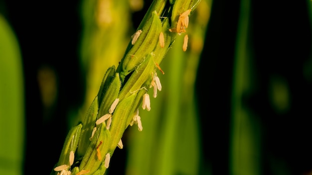 Il grano crudo è nettamente nero