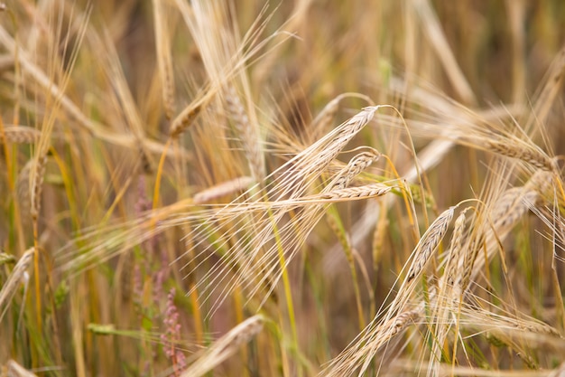 Il grano giovane cresce sul campo.