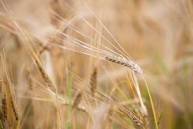 Il grano giovane cresce sul campo.