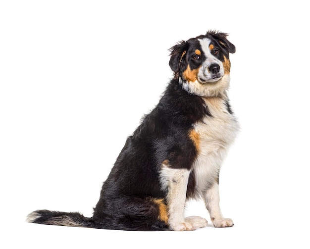 Il grasso cane pastore australiano tricolore seduto isolato sul bianco